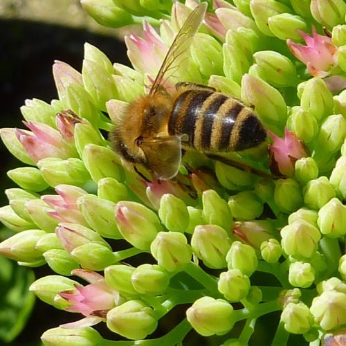Im Spätsommer ziehen Fetthennen unsere Bienen an