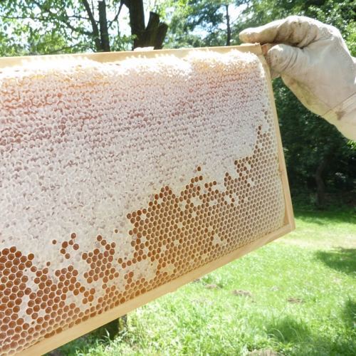 Voll gefüllte Honigwabe – Yum