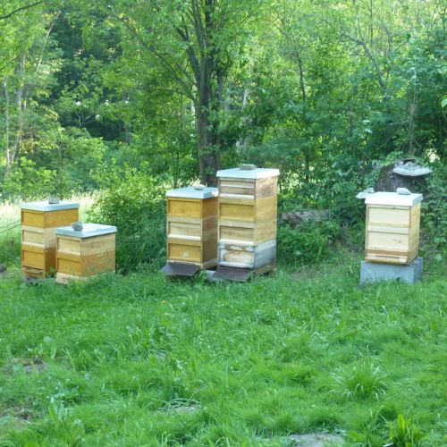 Hier wohnen unsere Bienen
